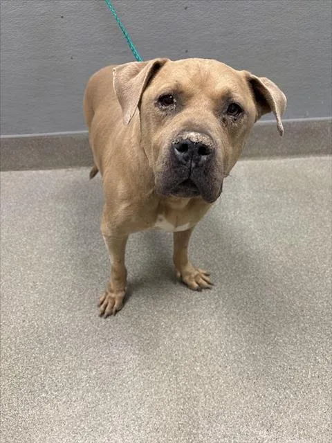 An adult large-sized male Pit Bull Terrier dog named Sparta for adoption in Las Vegas, NV