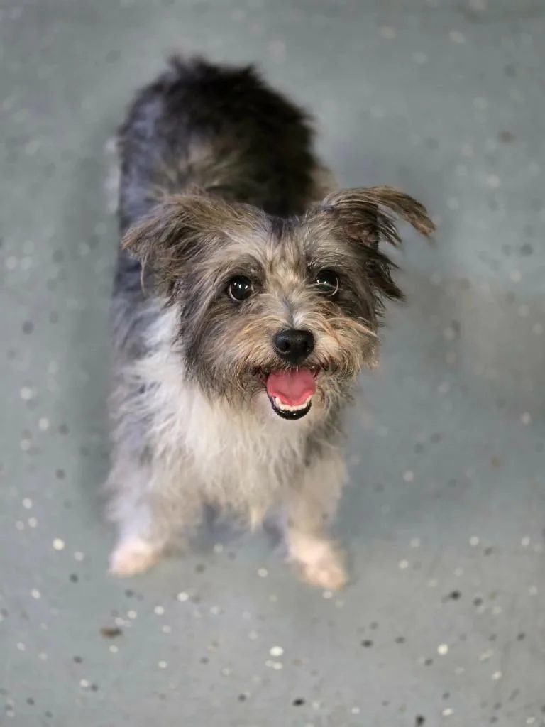 A young medium-sized female Terrier dog named Pepper for adoption in Moberly, MO