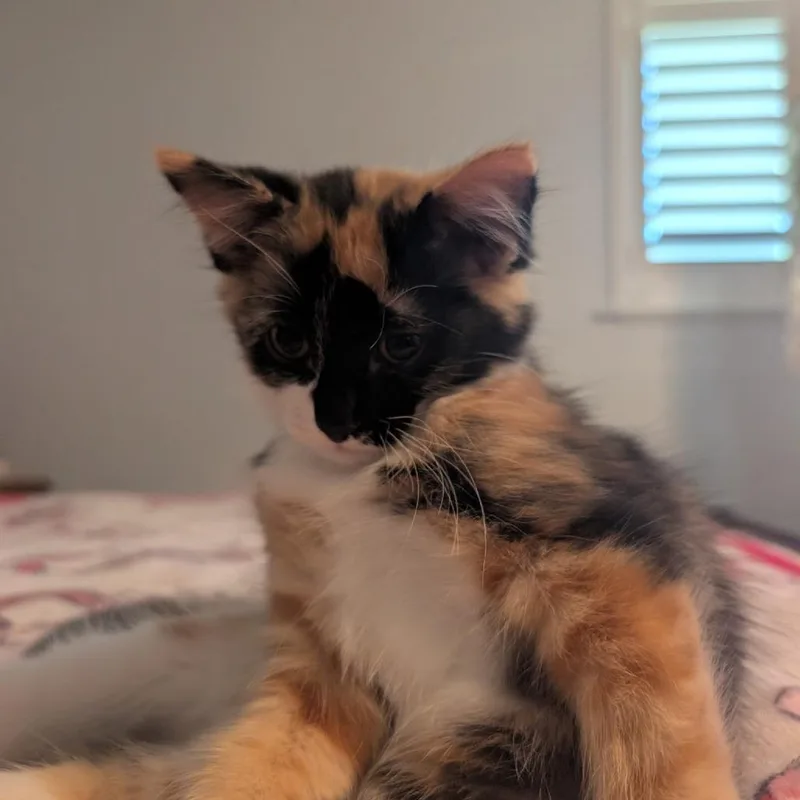 A baby small-sized female Calico Domestic Short Hair cat named Sally for adoption in Houston, TX
