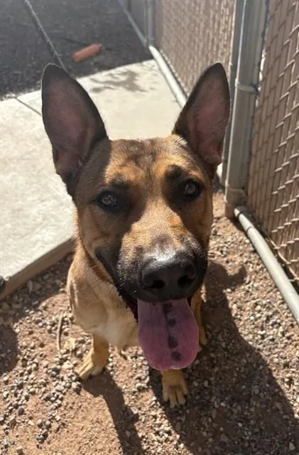 A young large-sized male German Shepherd Dog dog named Dutch for adoption in Phoenix, AZ