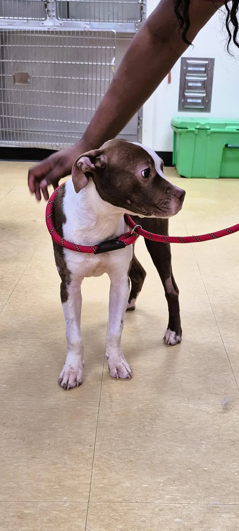 A young medium-sized female Brown / Chocolate Pit Bull Terrier dog named Cinnamon for adoption in Tallahassee, FL