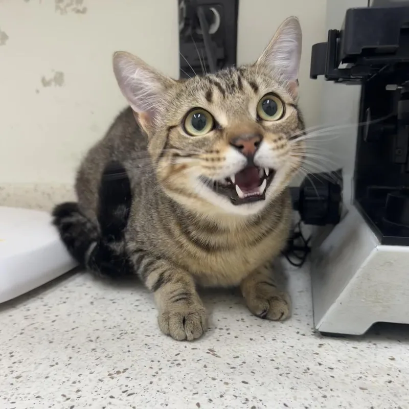 A young medium-sized male Brown / Chocolate Domestic Short Hair cat named Odysseus for adoption in Auburn, AL