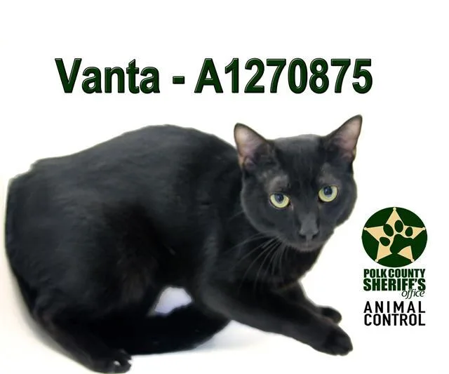 A young medium-sized male Domestic Short Hair cat named Vanta for adoption in Winter Haven, FL