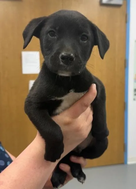 A baby small-sized male Labrador Retriever dog named Vader for adoption in Hartsville, SC