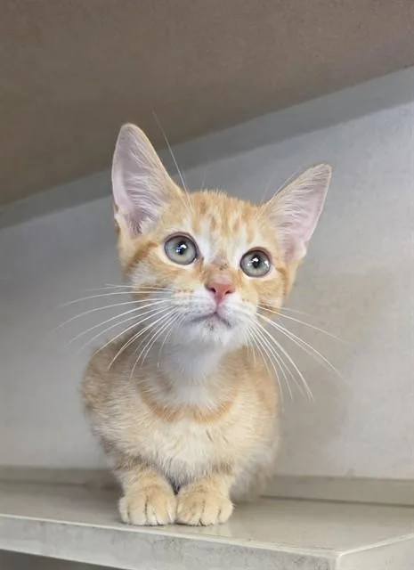 A baby medium-sized male Domestic Short Hair cat named Champlain for adoption in Cookeville, TN
