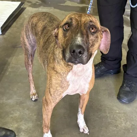 An adult large-sized female Mixed Breed dog named Cali for adoption in Pensacola, FL