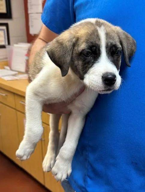 A baby large-sized male Great Pyrenees dog named Mercer for adoption in Cookeville, TN