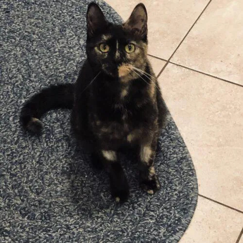 Beanie Baby thumbnail 3