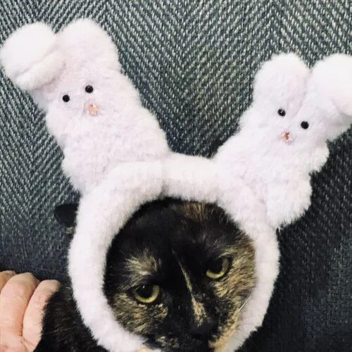 Beanie Baby thumbnail 4