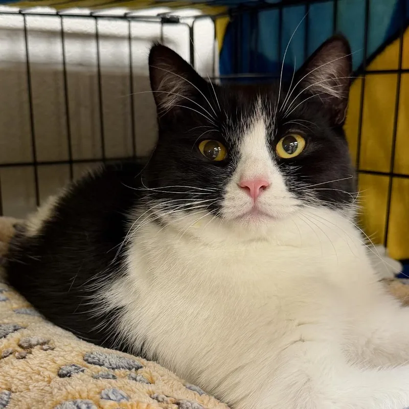 A young medium-sized male Black Domestic Short Hair cat named Pikachu for adoption in Middleburg Heights , OH