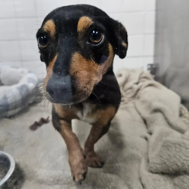 An adult small-sized male Black Dachshund dog named Juan Jose for adoption in Lakeland, FL