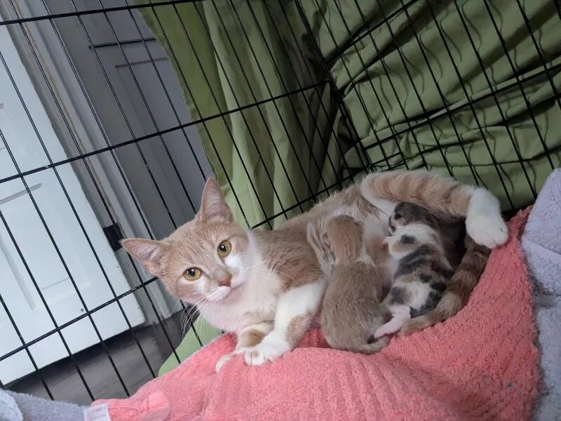 An adult medium-sized female Buff / Tan / Fawn Domestic Short Hair cat named Mama Tot for adoption in Grand Rapids, MI