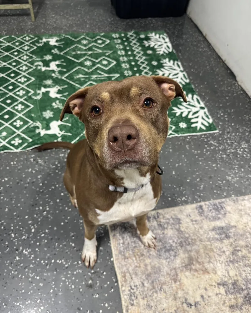 A young medium-sized female Pit Bull Terrier dog named Stormy for adoption in Youngstown, OH