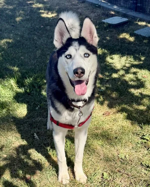 Ella