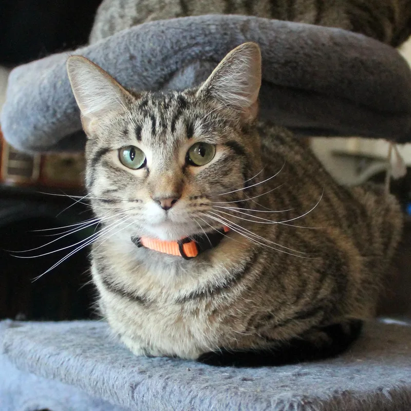 A young medium-sized female Tabby (Brown / Chocolate) Domestic Short Hair cat named Parrot for adoption in Guthrie, OK