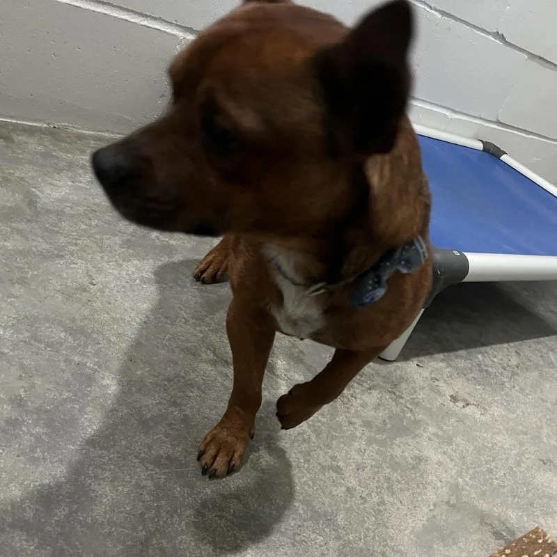 Reginald thumbnail 2