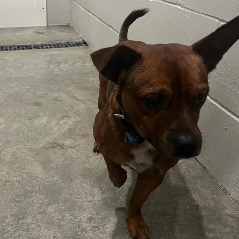 Reginald thumbnail 3