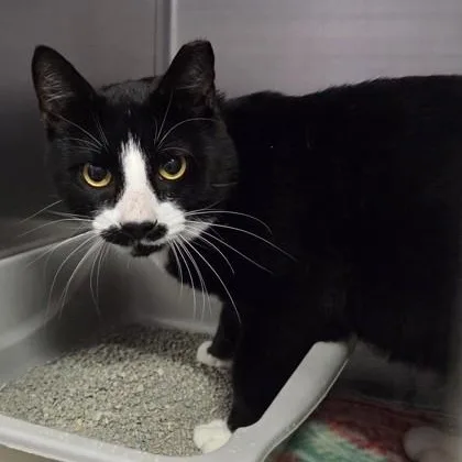 A senior medium-sized male Domestic Short Hair cat named Stanley for adoption in Worcester, MA