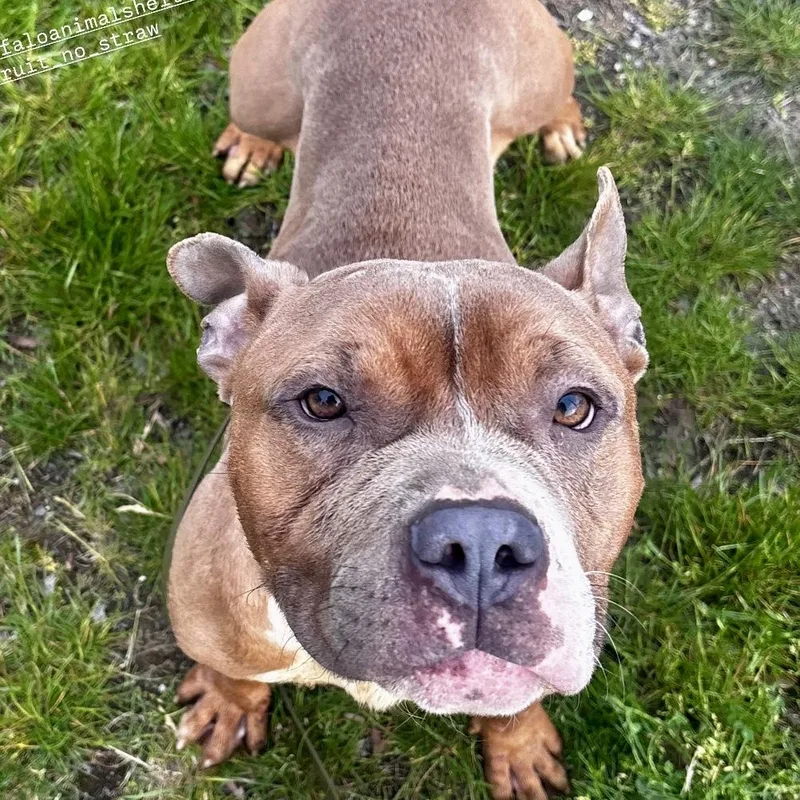 A young medium-sized male Red / Chestnut / Orange American Bully dog named Bunny for adoption in Buffalo, NY