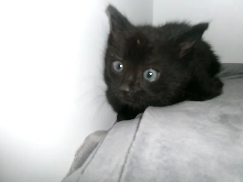 A baby small-sized male Domestic Medium Hair cat named Lalo for adoption in Van Nuys, CA