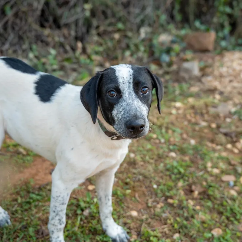 A baby medium-sized male White / Cream Hound dog named Stetson for adoption in Gainesville, GA