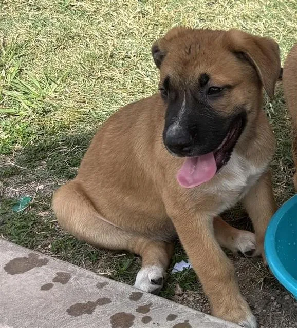 A baby small-sized female Boxer dog named A for adoption in Houston, TX