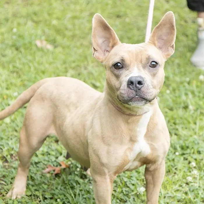 An adult medium-sized female Yellow / Tan / Blond / Fawn Bulldog dog named Daffodil for adoption in Slidell, LA