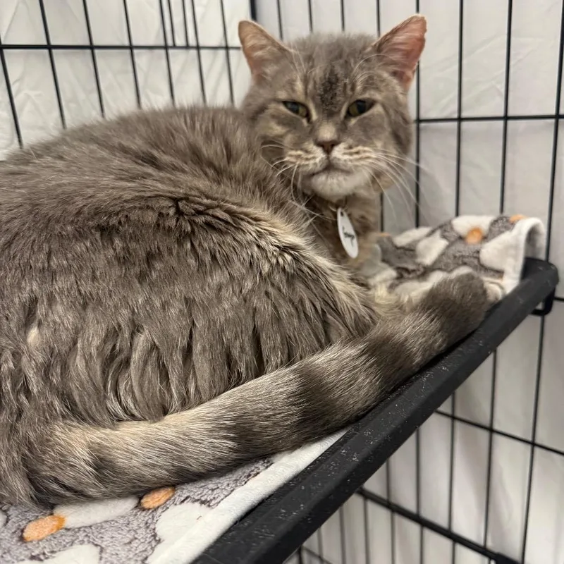 A senior large-sized male Gray / Blue / Silver Domestic Medium Hair cat named Grayson for adoption in Normal, IL