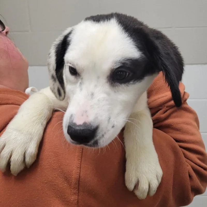A baby small-sized male White / Cream Mixed Breed dog named Boudin for adoption in Grand Rapids, MI