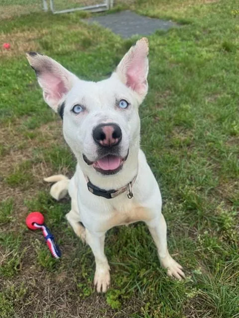 A young large-sized female Pit Bull Terrier dog named Ice for adoption in Upper Marlboro, MD