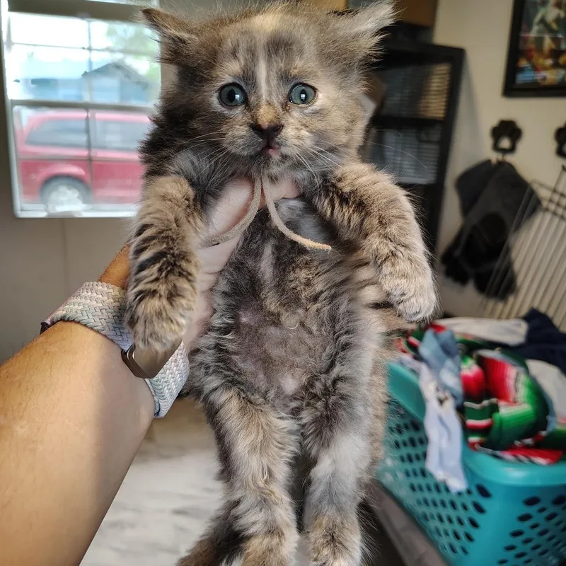 A baby small-sized female Gray / Blue / Silver Domestic Short Hair cat named Muffin for adoption in Osawatomie, KS