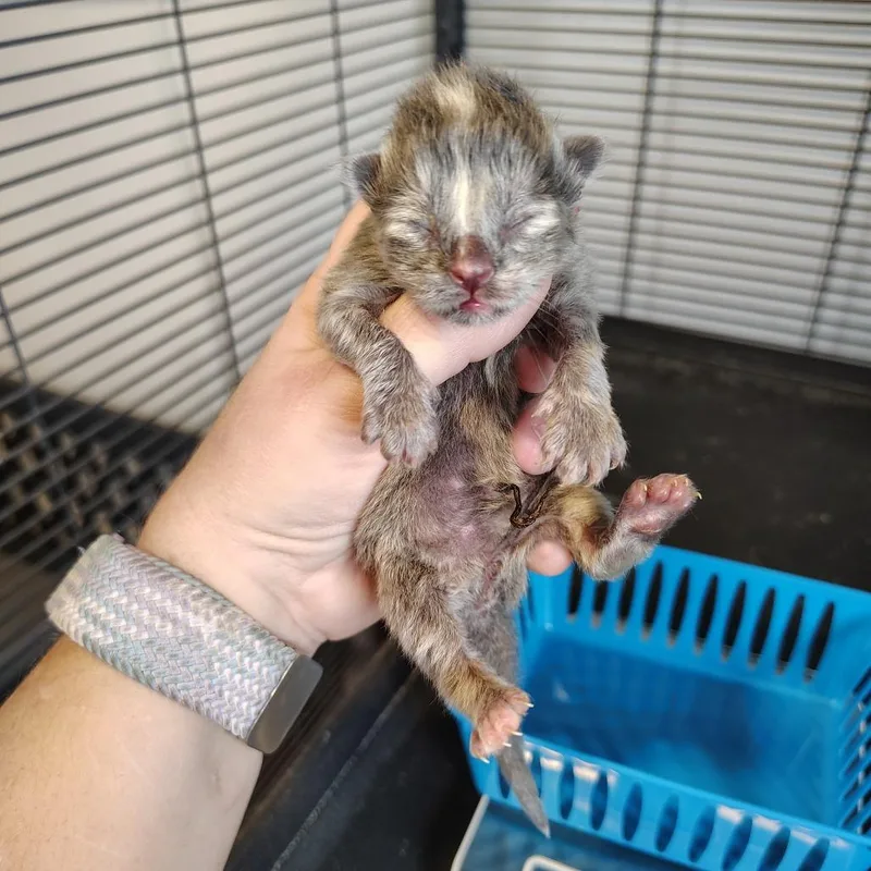 Muffin thumbnail 3