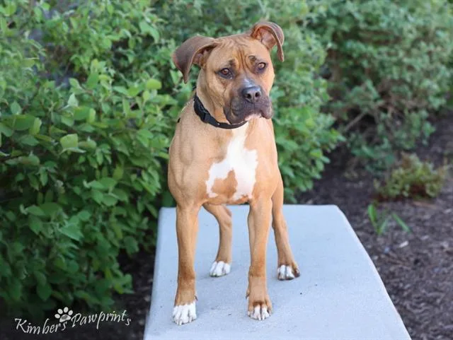 An adult medium-sized female Boxer dog named Mannon for adoption in Omaha, NE