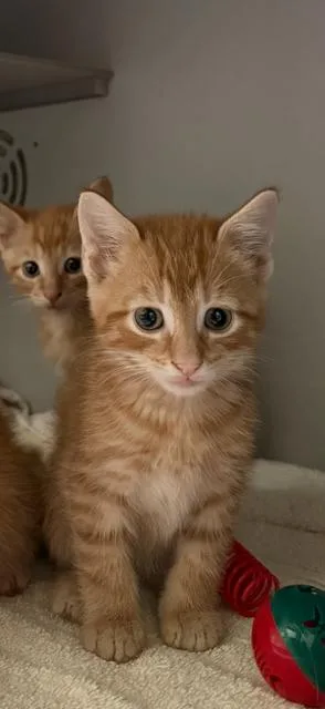 A baby medium-sized male Orange / Red Domestic Short Hair cat named Doc for adoption in Honesdale, PA