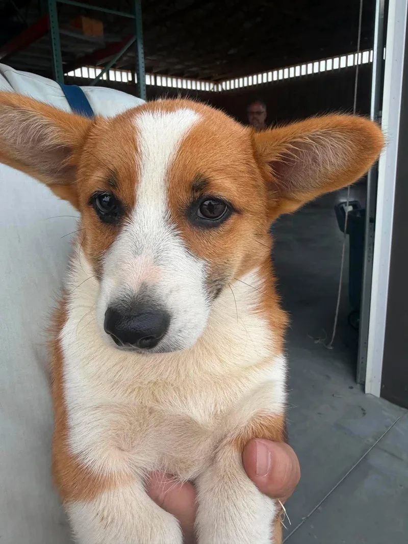 A baby small-sized female Pembroke Welsh Corgi dog named Jeanene for adoption in Havertown, PA