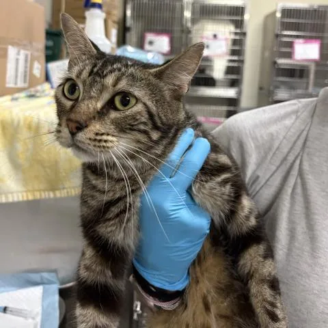 A young medium-sized male Domestic Short Hair cat named Count Chocula for adoption in Pensacola, FL