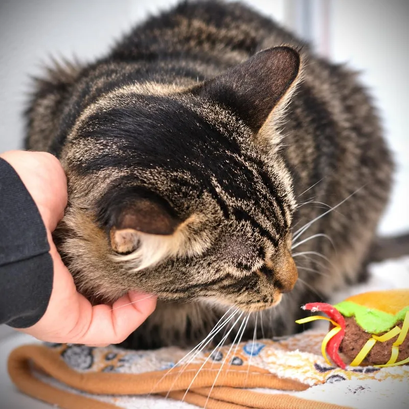 A young medium-sized male Domestic Medium Hair cat named Moses for adoption in Amsterdam, NY