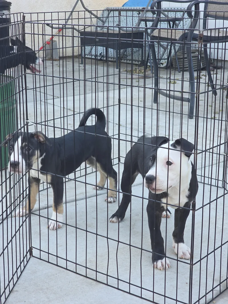 A baby small-sized male Pit Bull Terrier dog named Stefan Salvatore for adoption in Tracy, CA