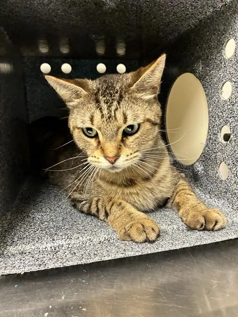 A young medium-sized female Domestic Short Hair cat named Rosie for adoption in Naples, FL