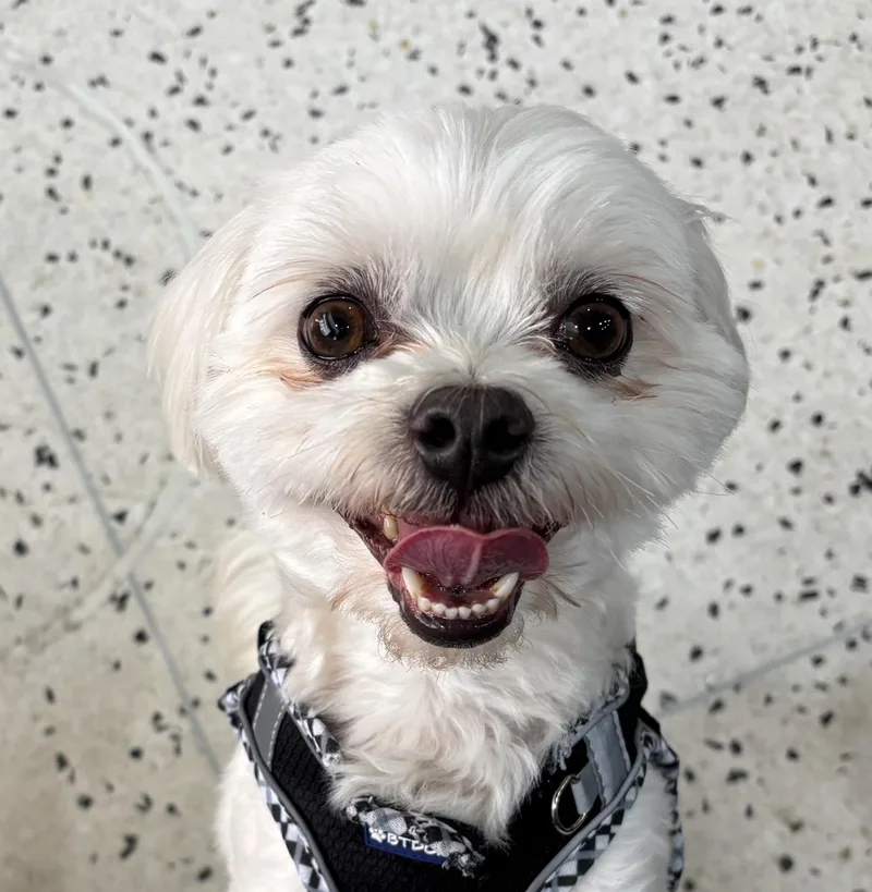 An adult small-sized male White / Cream Maltese dog named Bonsai Benji for adoption in Thousand Oaks, CA