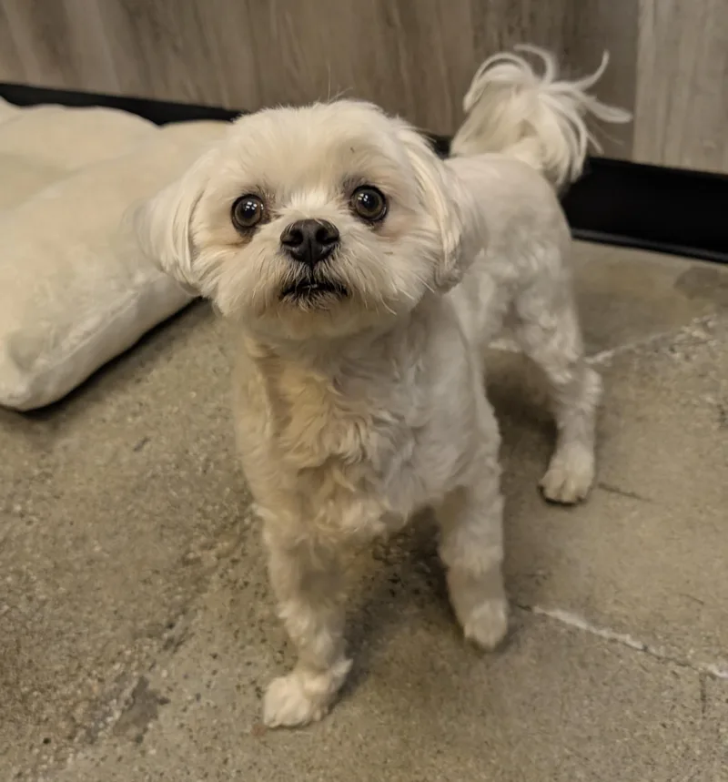 Bonsai Benji thumbnail 2