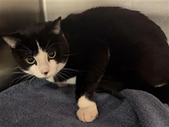 An adult large-sized male Domestic Short Hair cat named Rocco for adoption in Los Angeles, CA