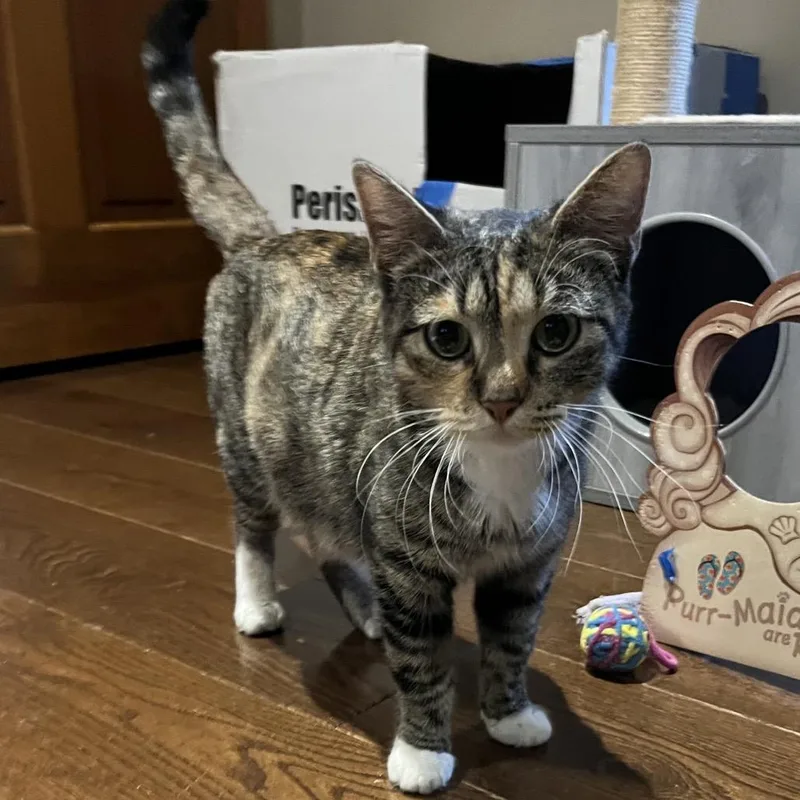 An adult medium-sized female Torbie Domestic Short Hair cat named Betty Boop for adoption in Overland Park, KS