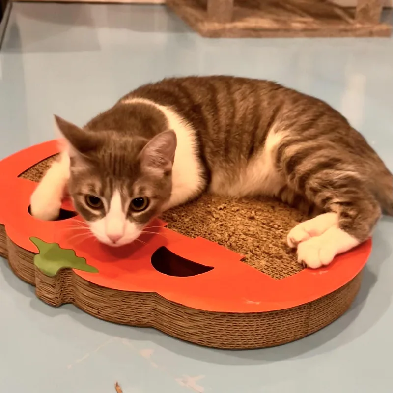 A young medium-sized female Gray & White Domestic Short Hair cat named Sweet Pea for adoption in Liverpool, TX