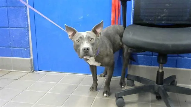 A young medium-sized female Pit Bull Terrier dog named Tilly for adoption in Albuquerque, NM