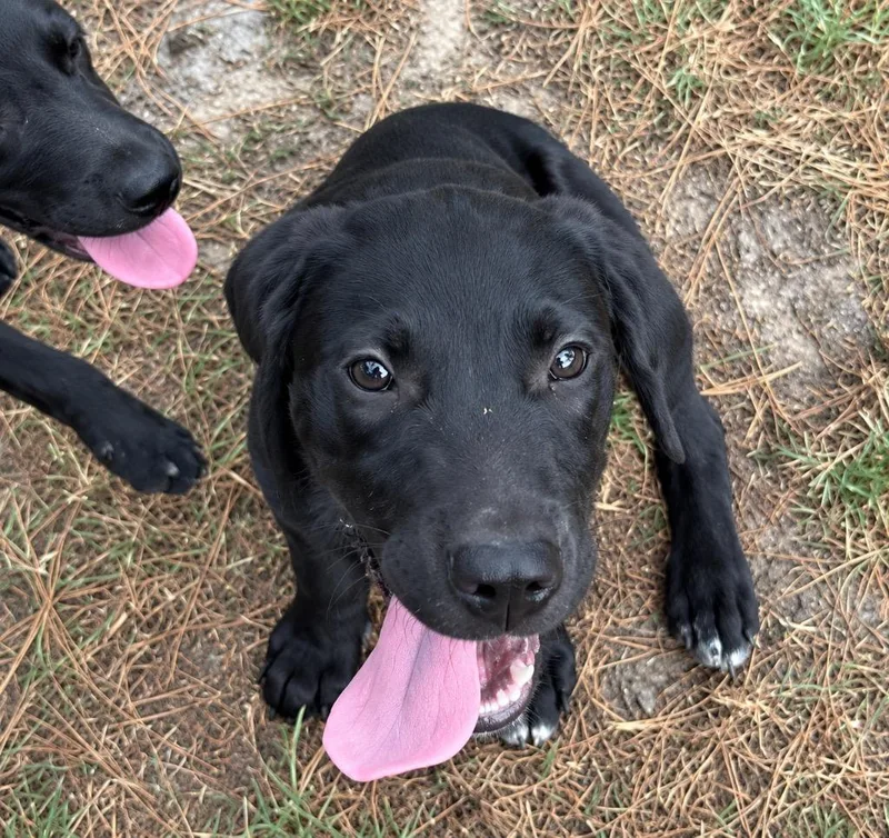 A baby large-sized male Labrador Retriever dog named Dracula for adoption in Claremore, OK