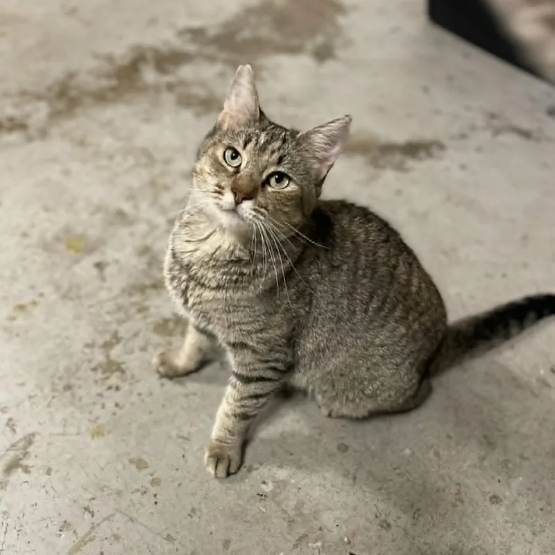 An adult small-sized female Brown / Chocolate Domestic Short Hair cat named Claire for adoption in Reisterstown, MD