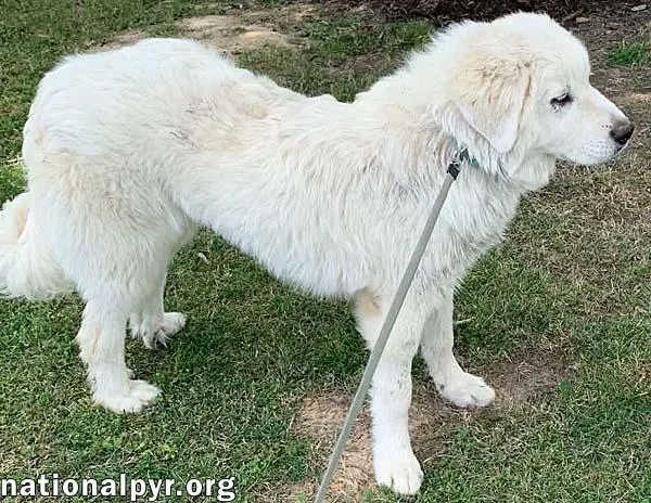 Skye In Ky