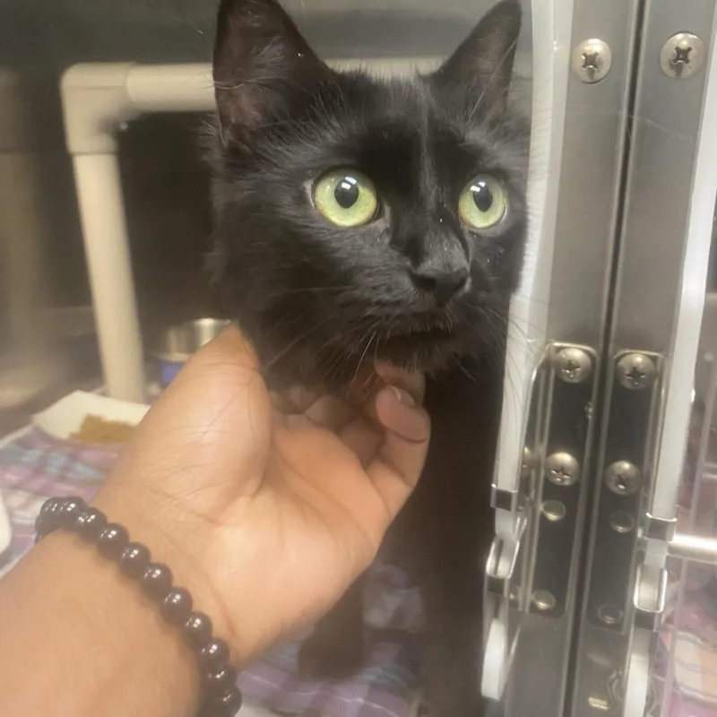 An adult small-sized female Black Domestic Medium Hair cat named Toothless for adoption in Philadelphia, PA