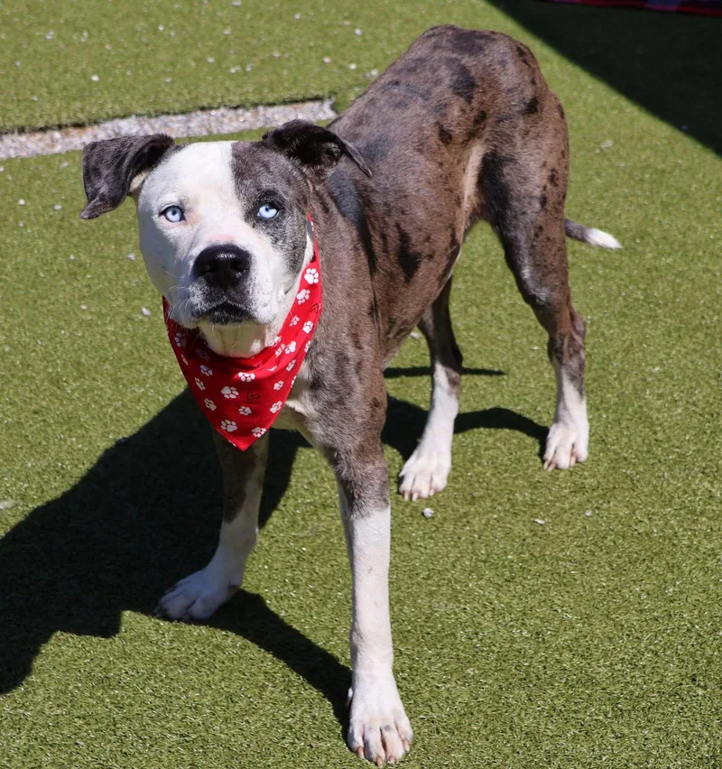 An adult large-sized male Pit Bull Terrier dog named Warley Athens for adoption in Rockaway, NJ